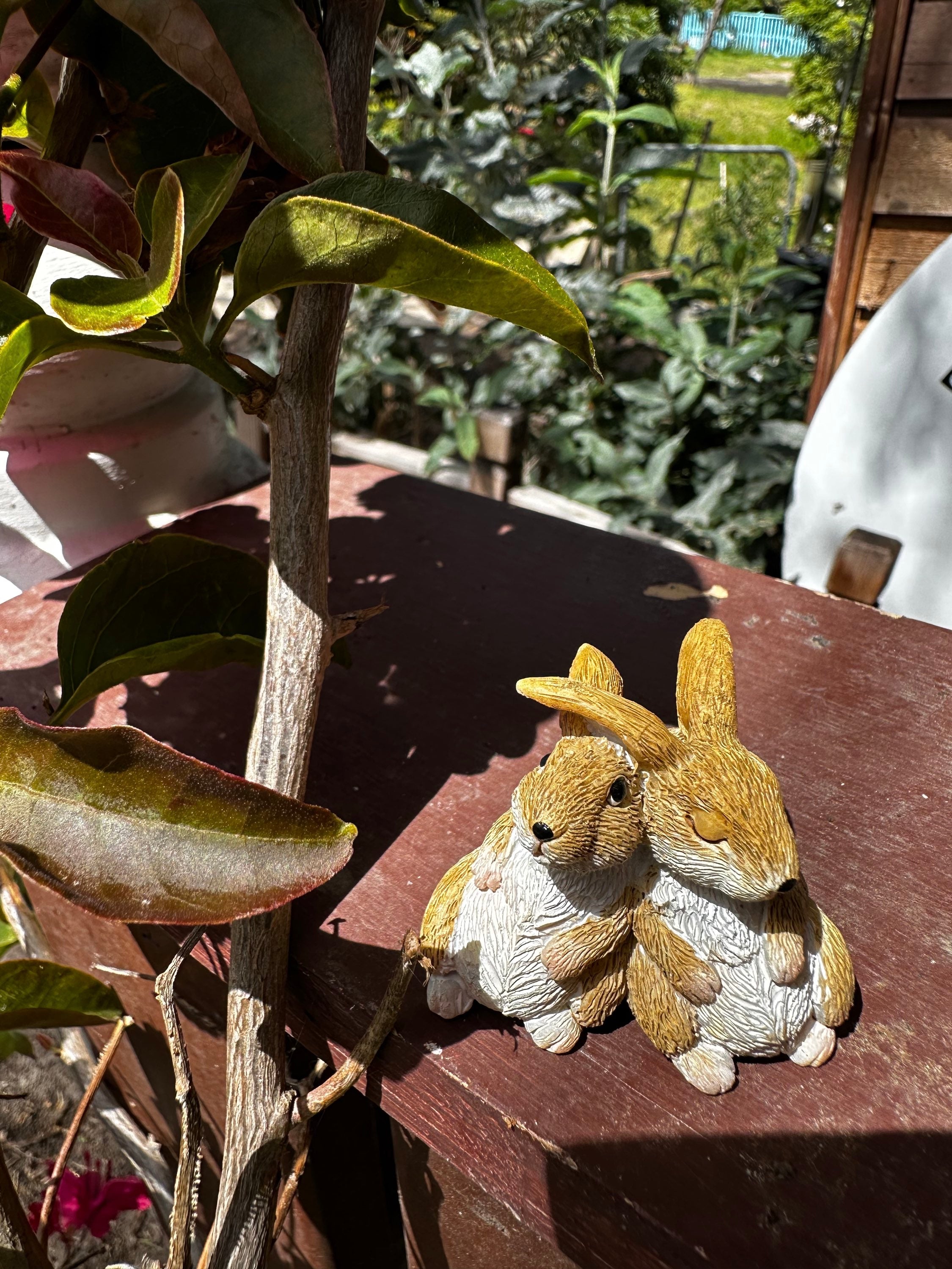 Miniature rabbits bunny image 3