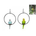 Budgie in ring image 0