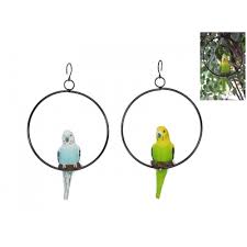 Budgie in ring image 0