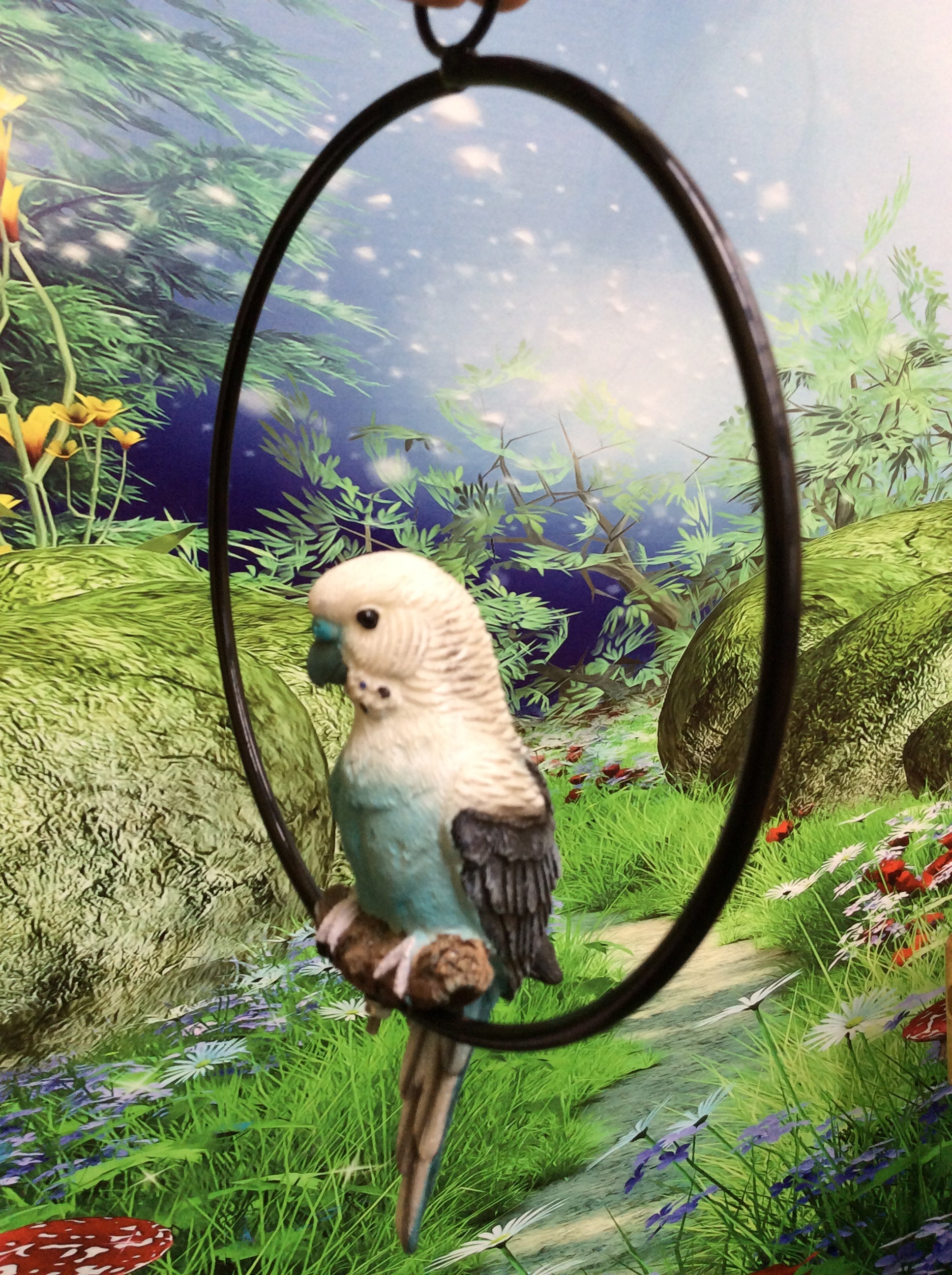 Budgie in ring image 2
