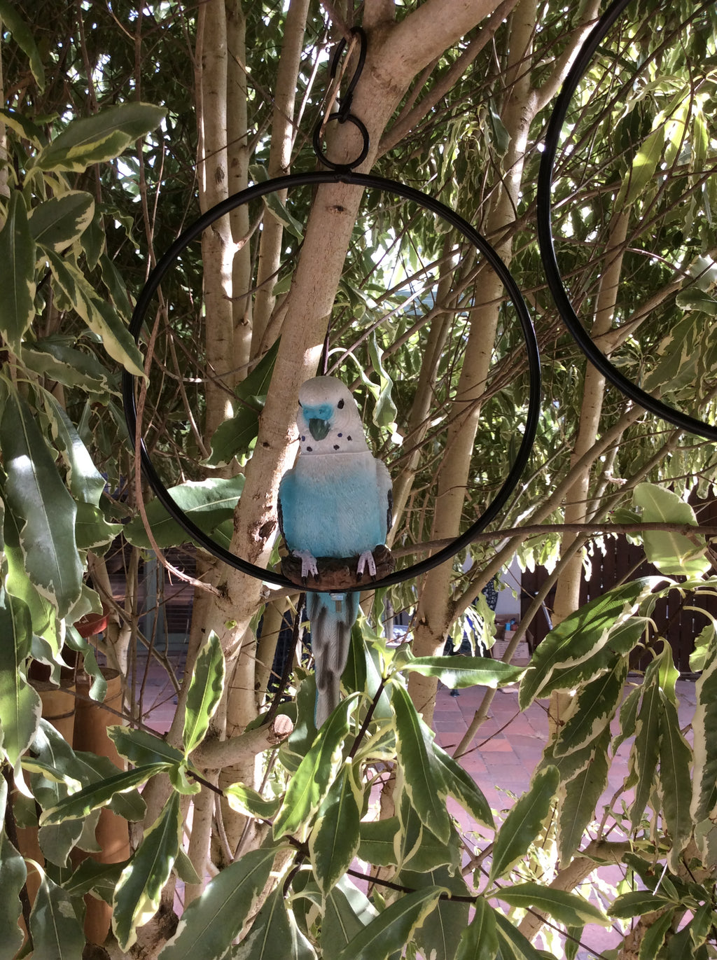 Budgie in ring image 8