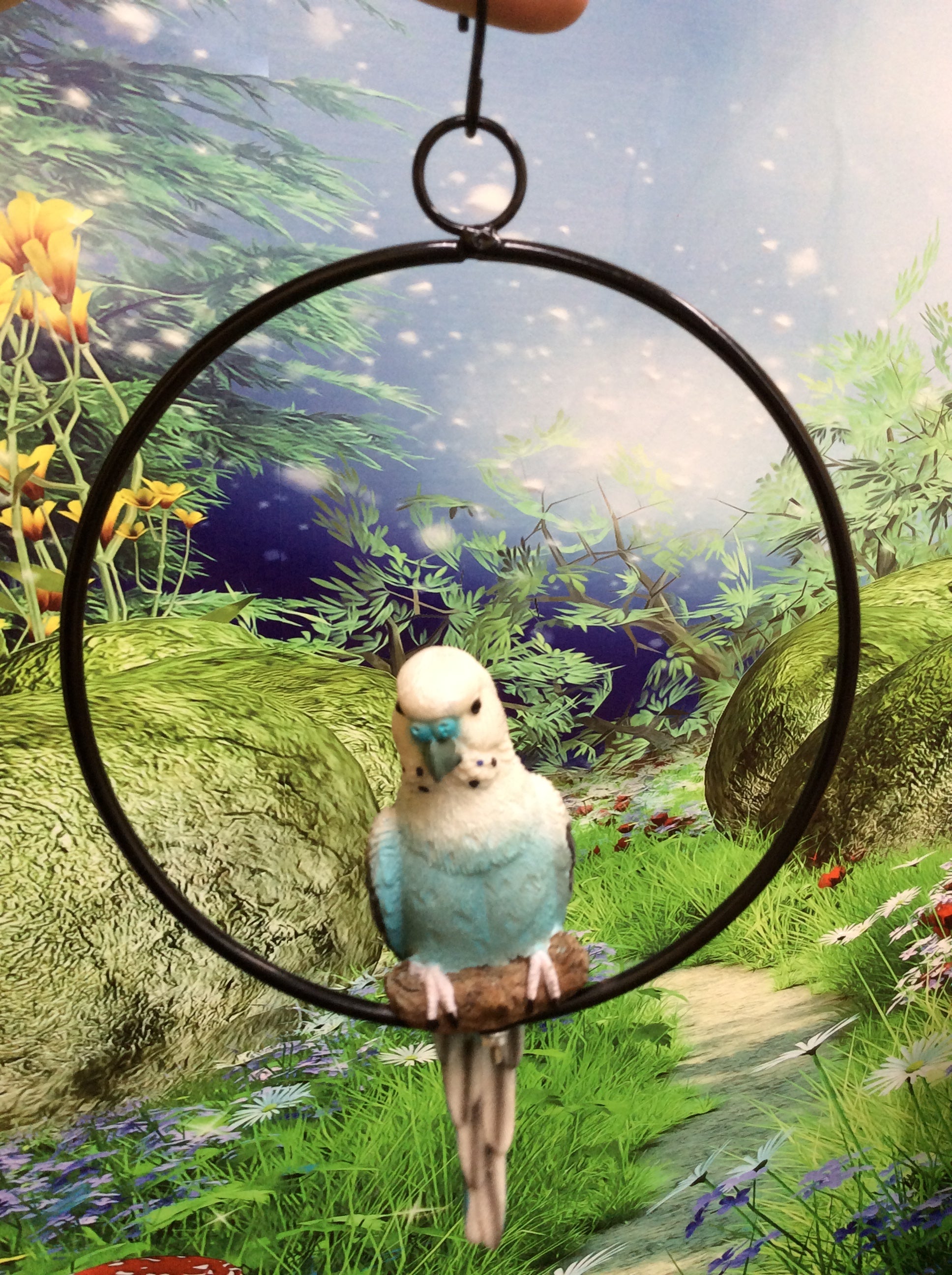 Budgie in ring image 1