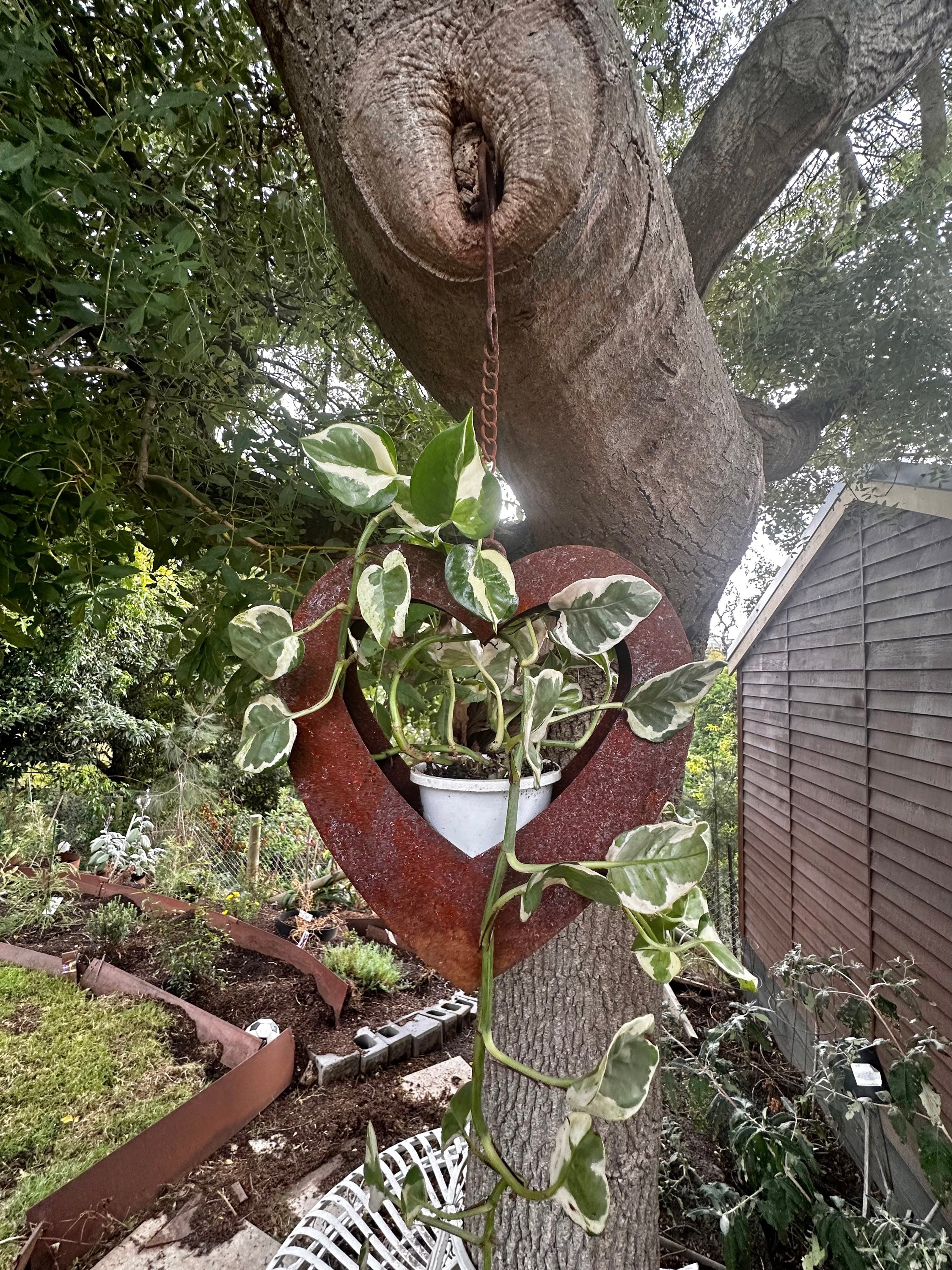 Rusty hanging heart planter  image 2