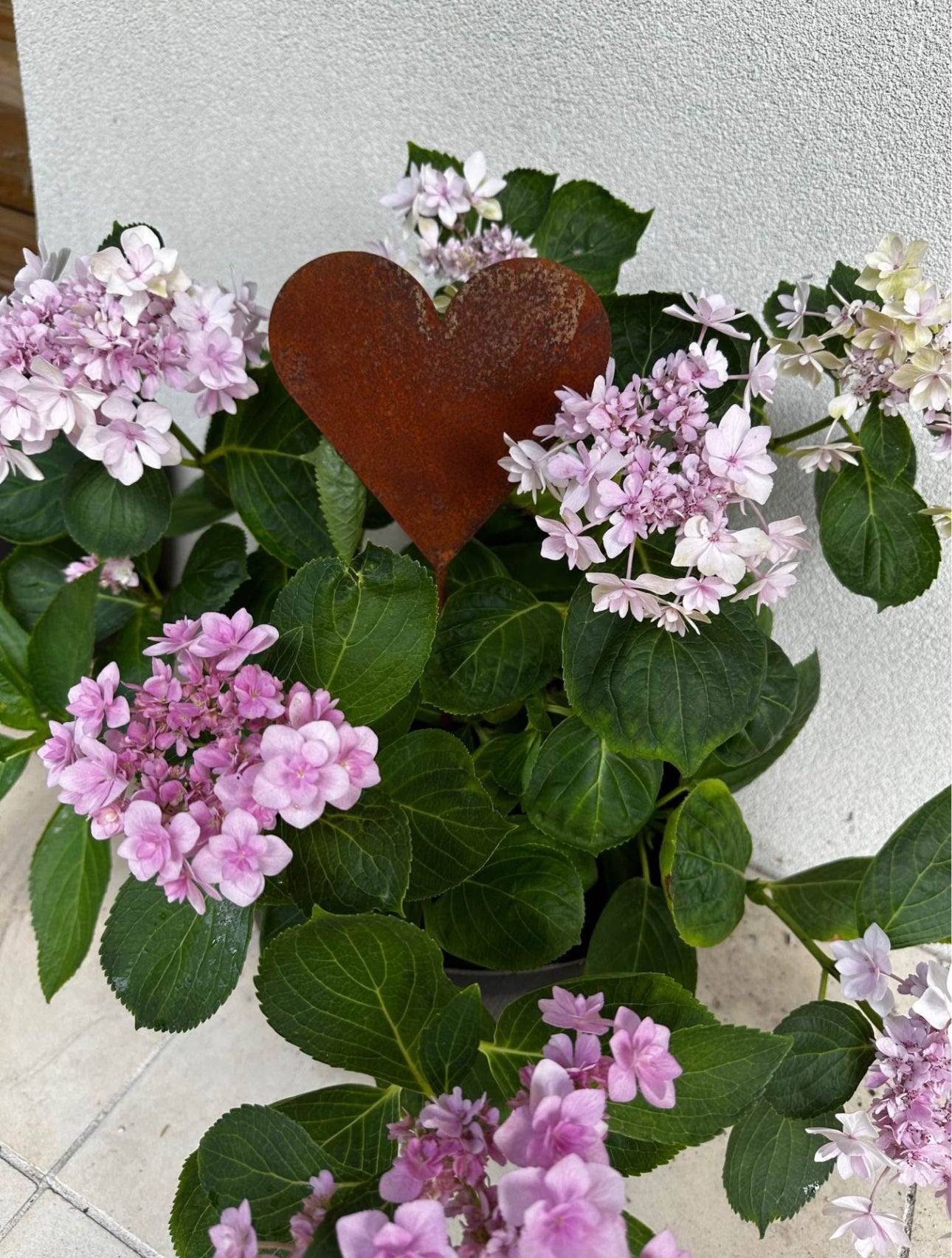 Rusty Heart Stakes image 3