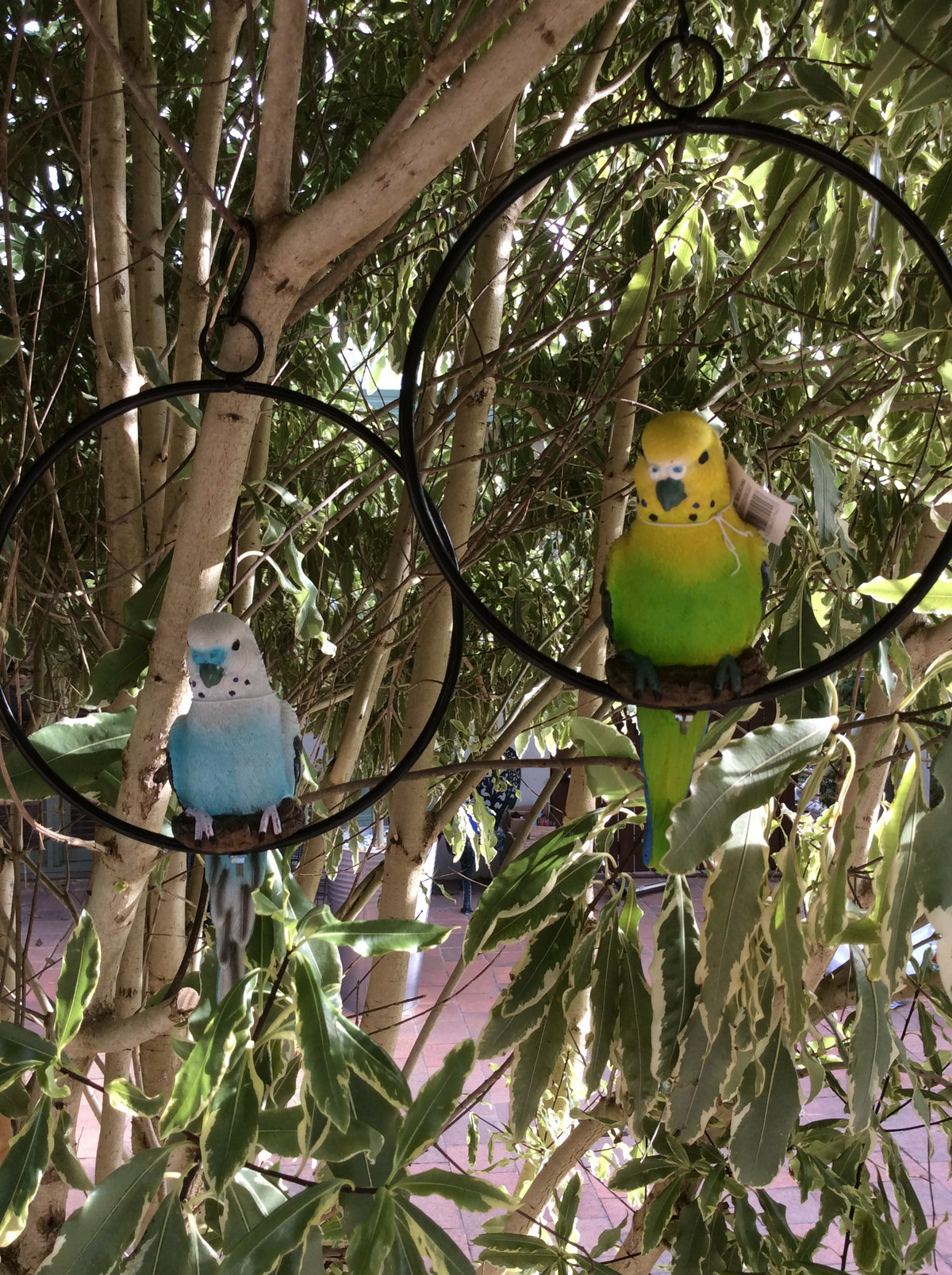 Budgie in ring image 6