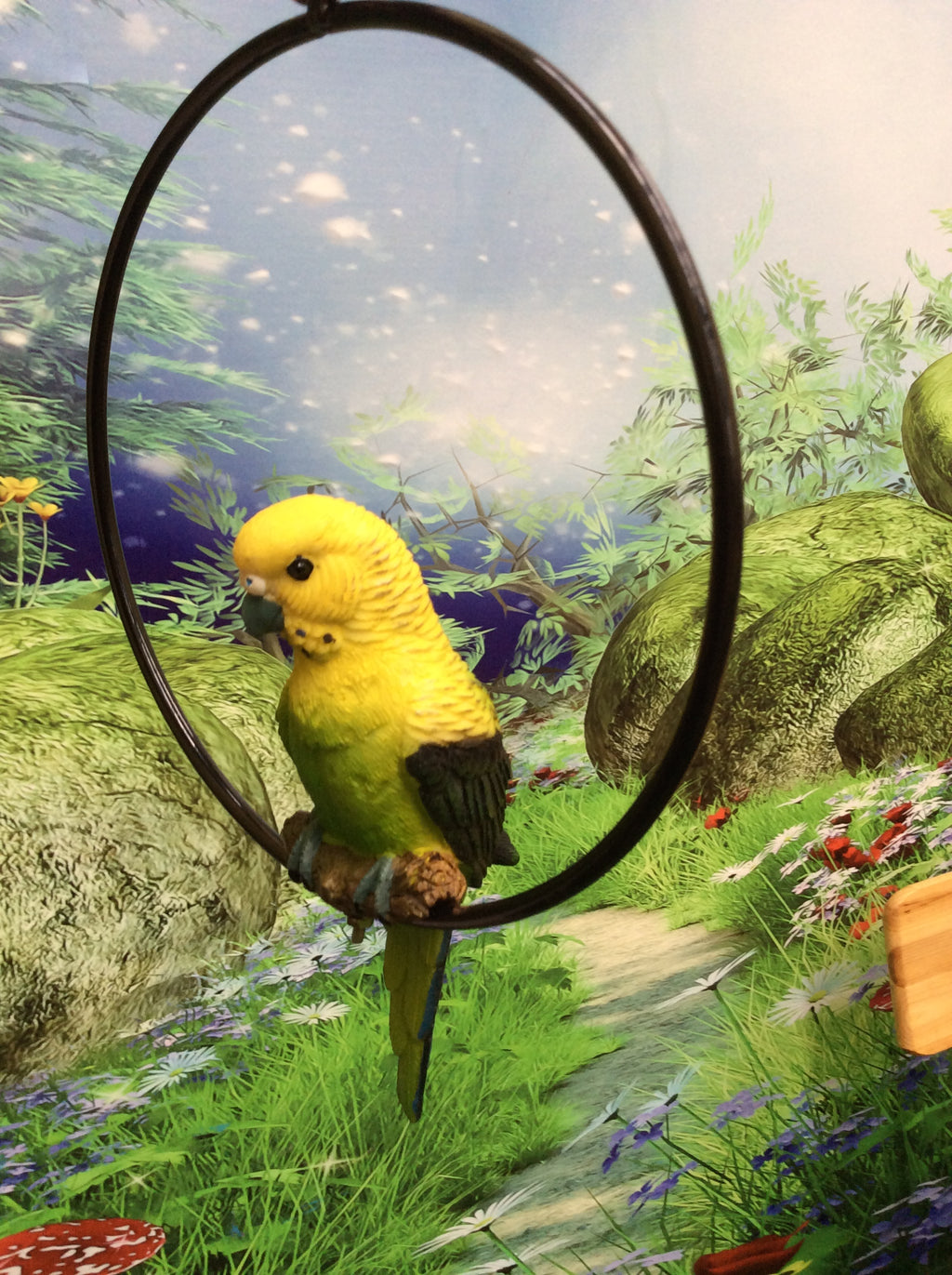 Budgie in ring image 3