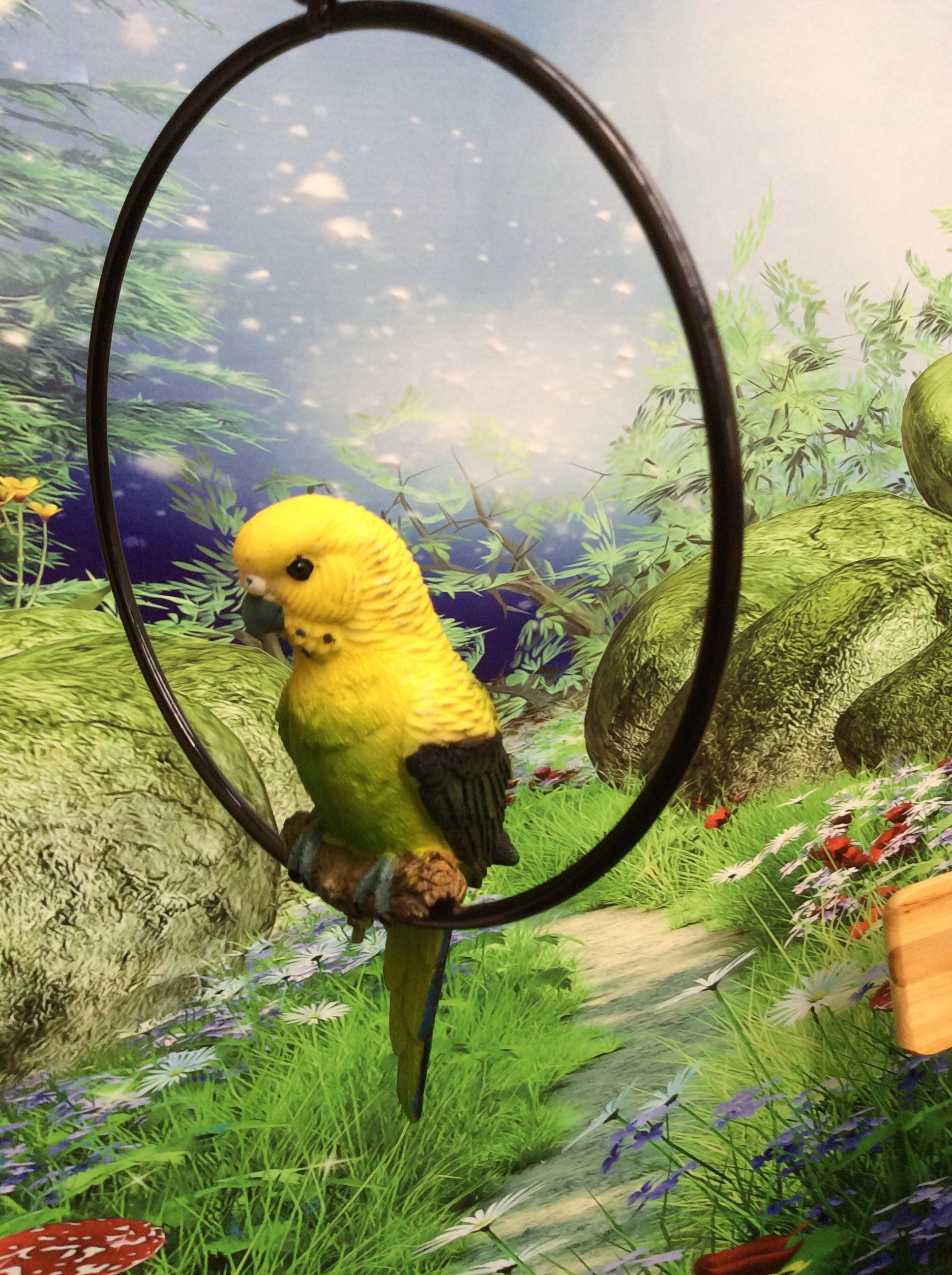 Budgie in ring image 3