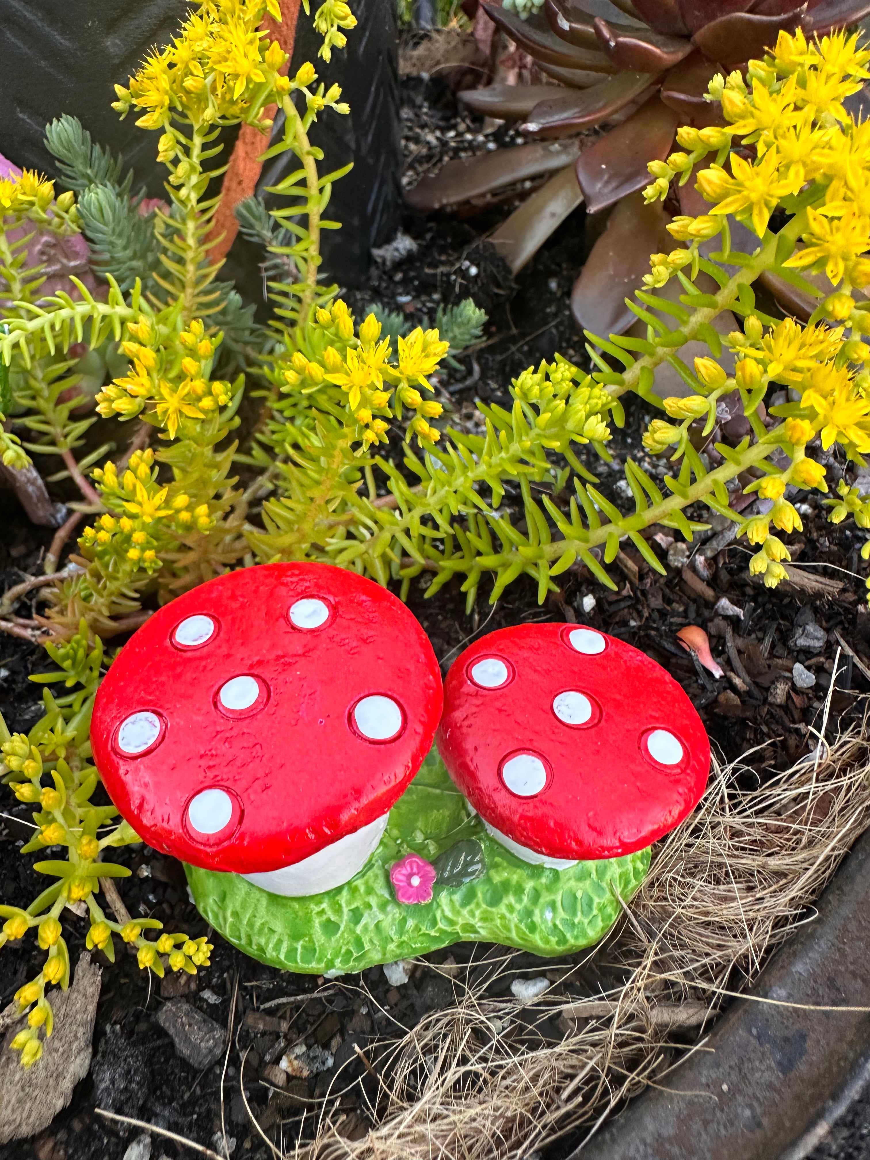 5cm mushrooms on grass