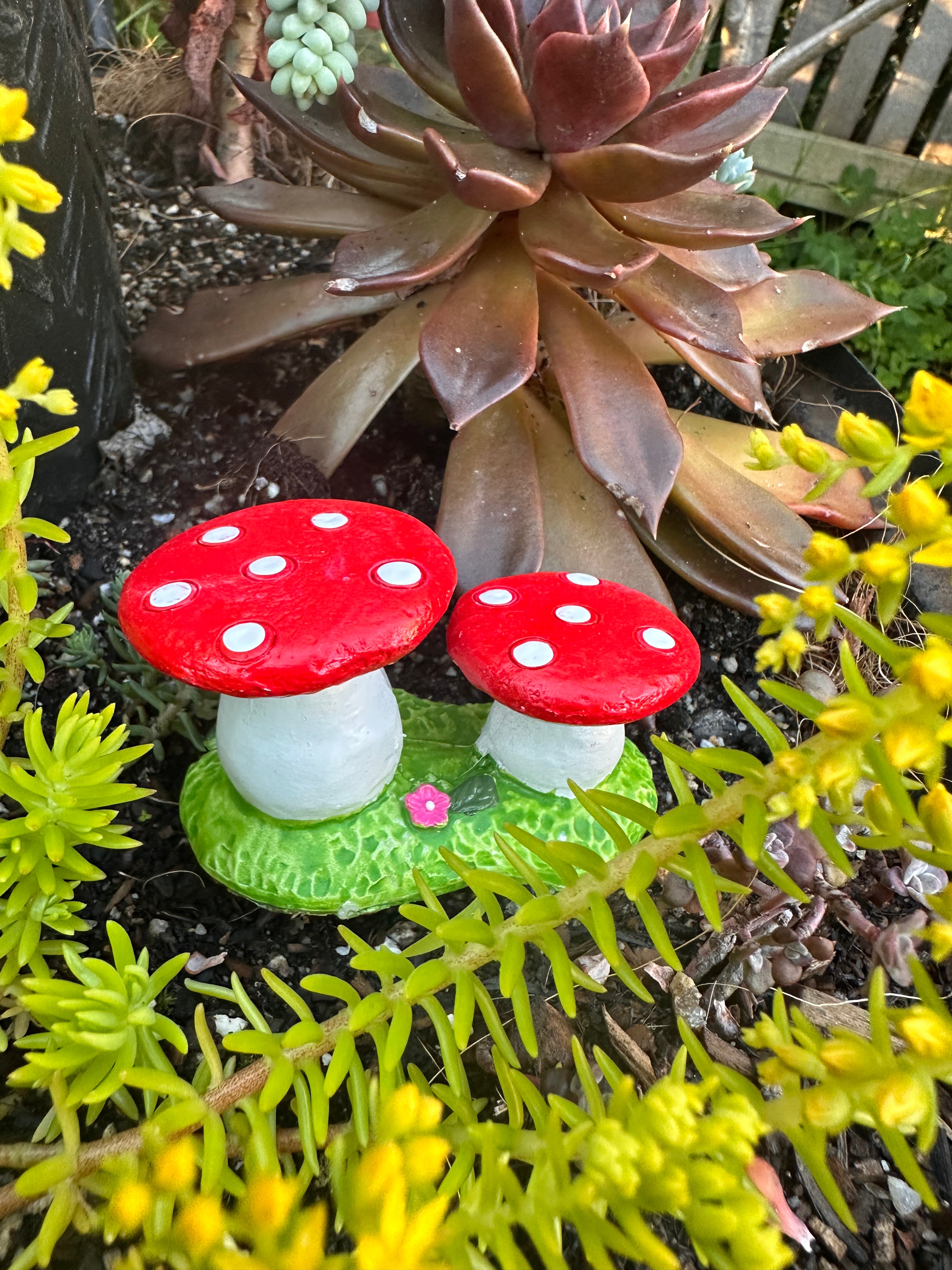 5cm mushrooms on grass