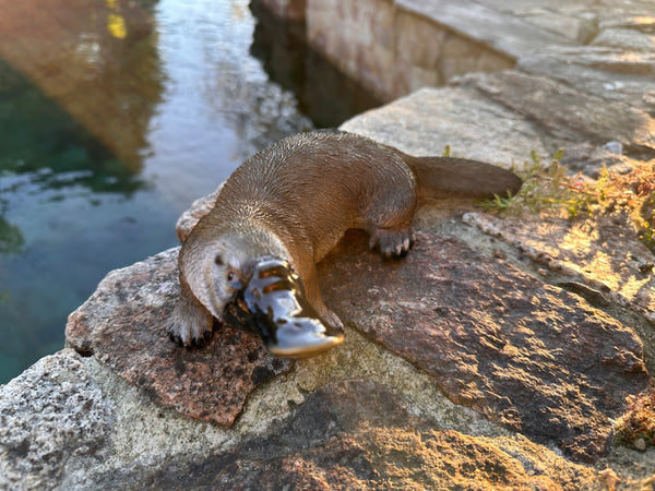 Platypus garden decor