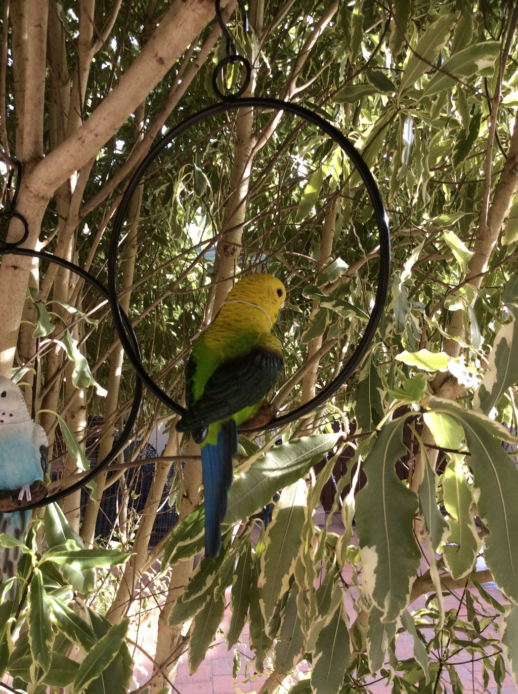 Budgie in ring image 7