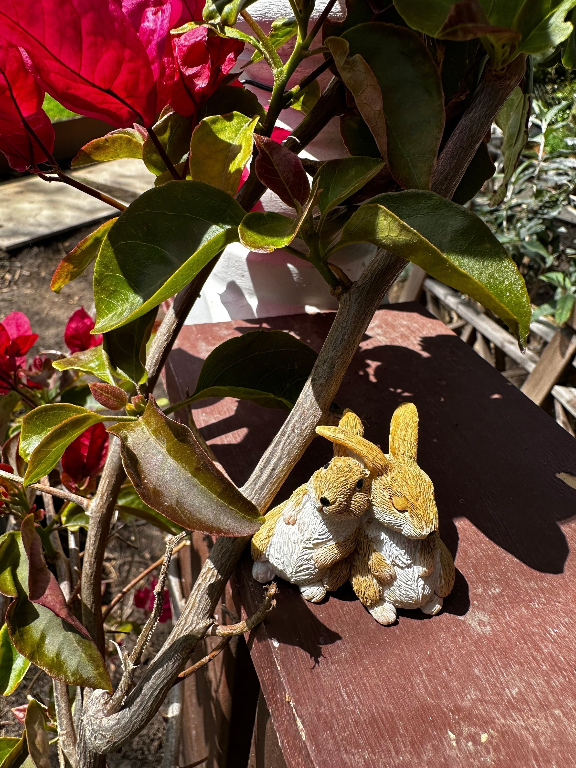 Miniature rabbits bunny image 2