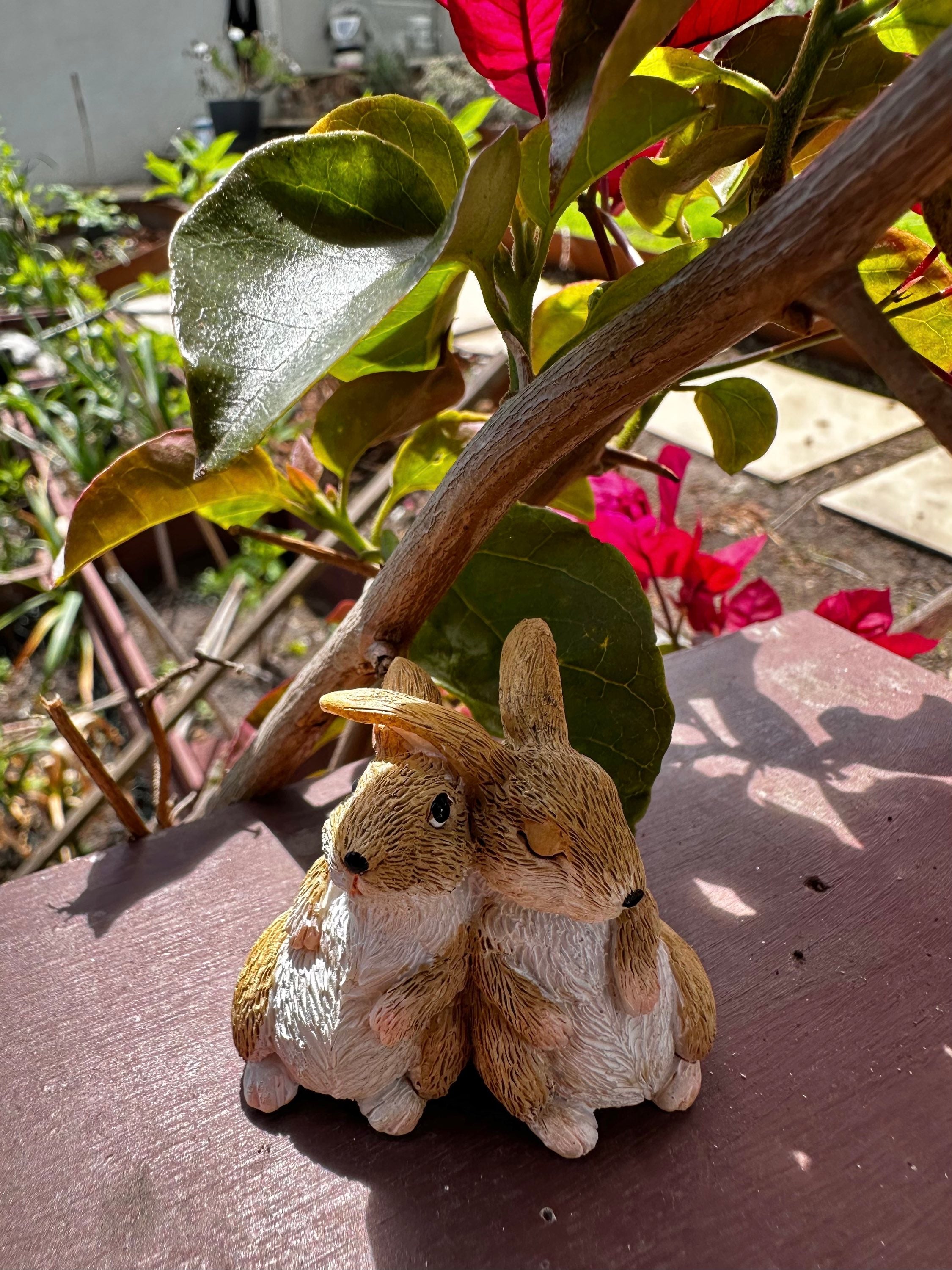 Miniature rabbits bunny image 1