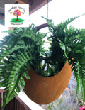 Rust Oval Hanging Planter image 0