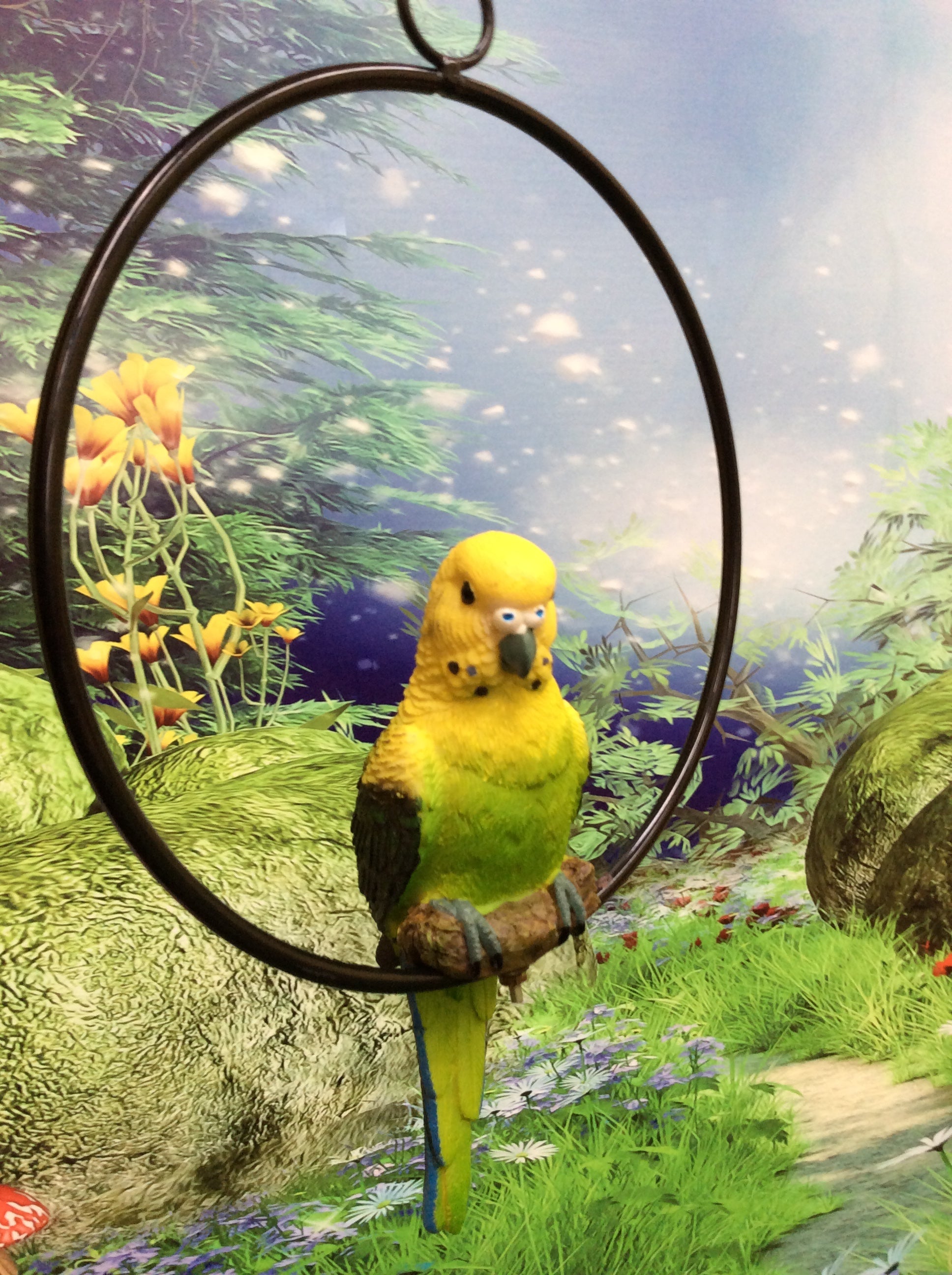 Budgie in ring image 4